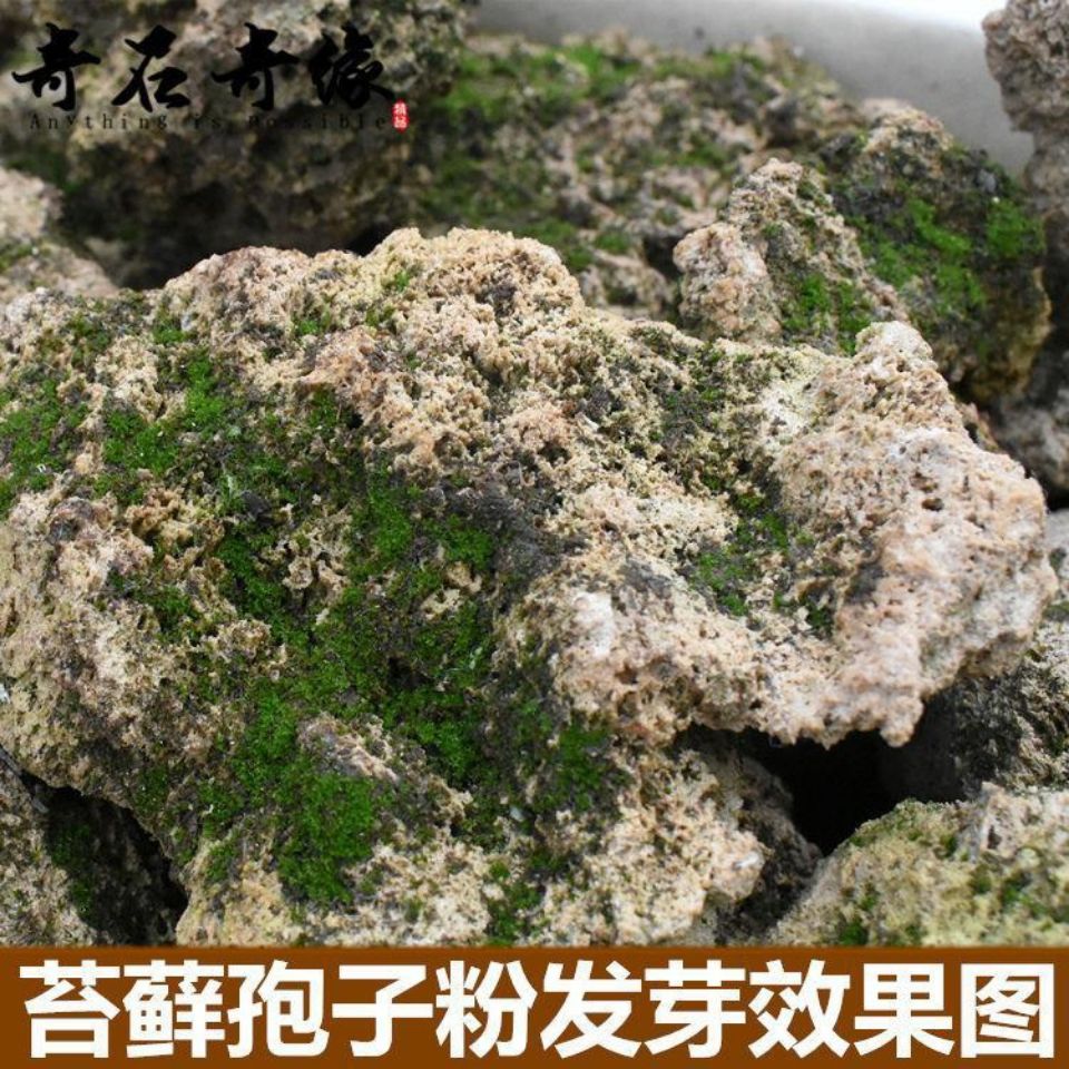 上水石吸水石盆景盆栽青苔苔藓种子孢子粉微景观鲜活植物种籽铺面