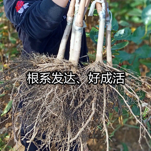 罗田甜柿子树苗南北方庭院地栽盆栽种植特大嫁接果树活苗当年结果-图0