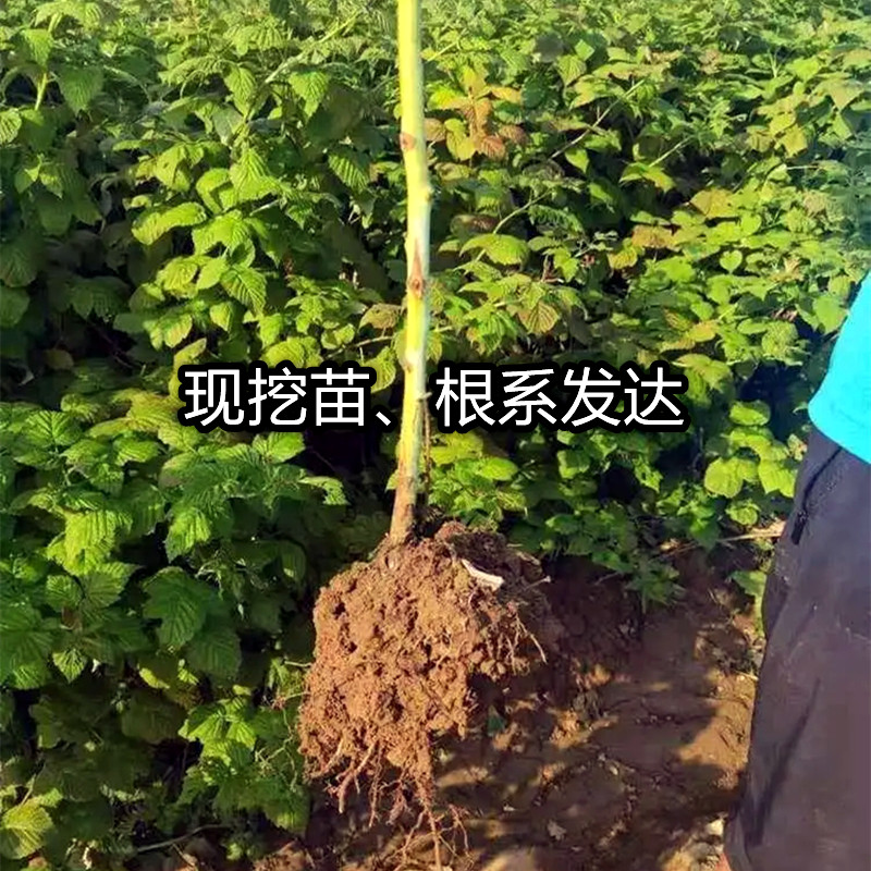 红树莓苗双季覆盆子果树苗庭院阳台盆栽地栽苗南北方种植当年结果 - 图0