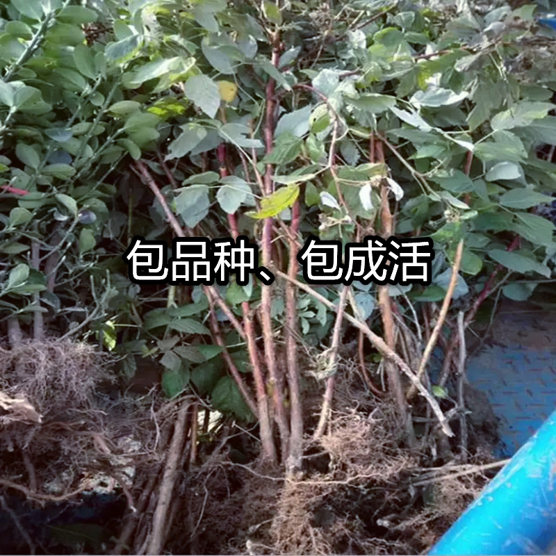 红树莓苗双季覆盆子果树苗庭院阳台盆栽地栽苗南北方种植当年结果 - 图1