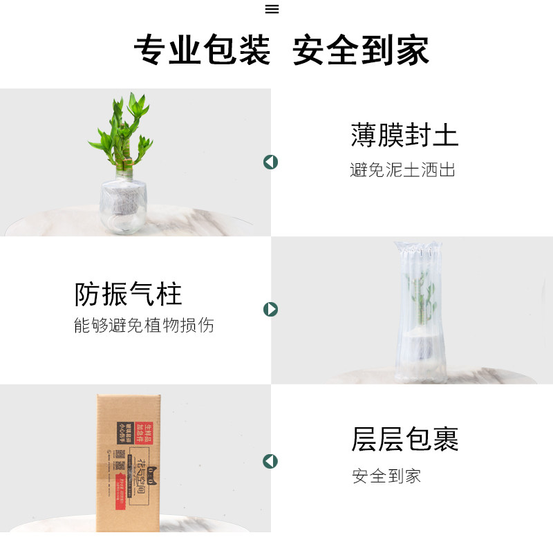 薄荷盆栽植物室内净化空气小盆栽 加厚玻璃盆 栽好发货 破损包赔 花与空间旗舰店 淘优券