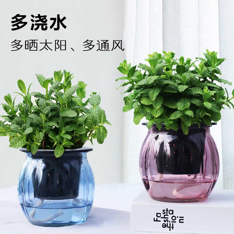 薄荷盆栽植物室内净化空气小盆栽 加厚玻璃盆 栽好发货 破损包赔 花与空间旗舰店 淘优券