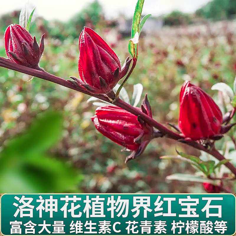 同仁堂玫瑰茄干洛神花茶云南200克酸梅汤原料夏季养生茶水花青素-图0