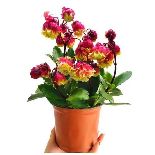 重瓣宫灯长寿灯笼花长寿花盆栽重瓣花长寿花四季开花带花苞新年花 - 图3