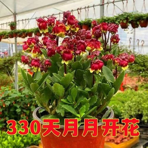 重瓣宫灯长寿灯笼花长寿花盆栽重瓣花长寿花四季开花带花苞新年花 - 图0