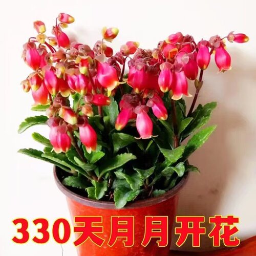 重瓣宫灯长寿灯笼花长寿花盆栽重瓣花长寿花四季开花带花苞新年花 - 图1