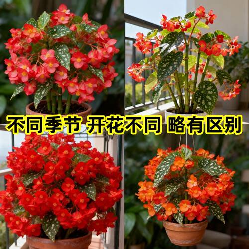 【竹节海棠】秋海棠盆栽观叶观花四季开花庭院阳台多年生花卉绿植 - 图1