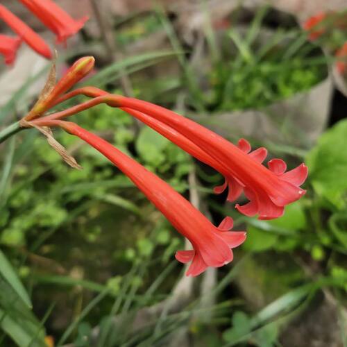 垂筒花,长筒花三个颜色,多年生,盆栽地栽都可以,开花非常香。 - 图2