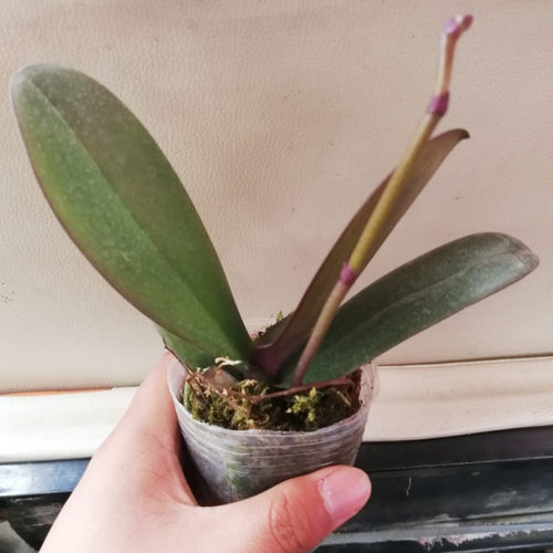 蝴蝶兰盆栽带花剑大花苗花卉植物室内花好养的花四季开花不断好养 - 图2