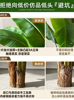 高端芭蕉树仿真绿植室内大型摆件