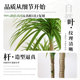 Simulated green plant Dracaena high-end light luxury indoor living room large floor-standing decoration ornaments bionic plant fake tree