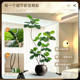 Simulated green plant Qin Ye Rong living room bionic green plant