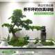 Simulated welcoming pine artificial tree pine under the large staircase