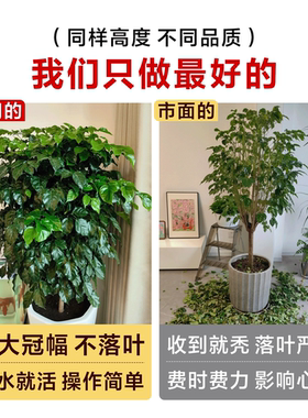幸福树客厅盆栽大型绿植平