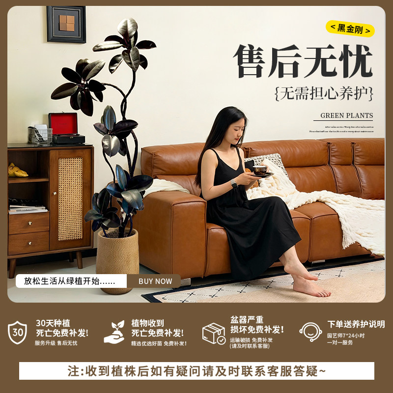 黑金刚橡皮树客厅绿植高级感大盆栽植物轻奢办公室内落地高端好养,淘宝优惠券,粉丝福利购,淘宝优惠卷