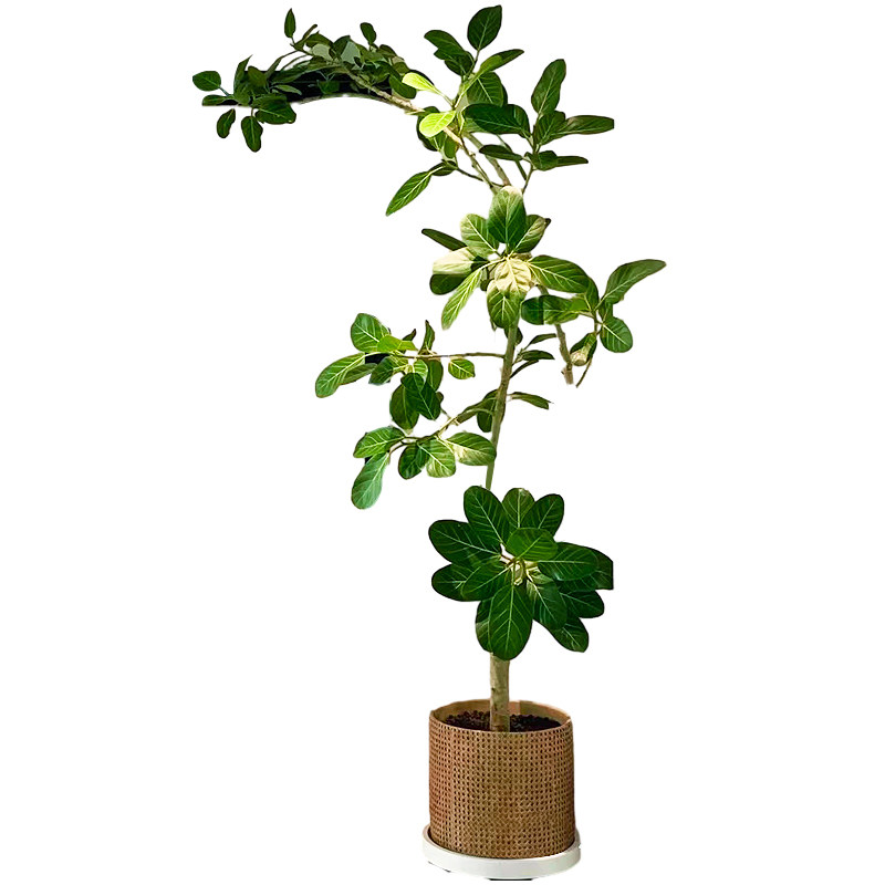 网红孟加拉榕盆栽客厅绿植室内大型黄金榕高山榕树落地真花旺宅树,淘宝优惠券,粉丝福利购,淘宝优惠卷