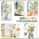 Lily Bamboo Simulated Green Plant Large Indoor