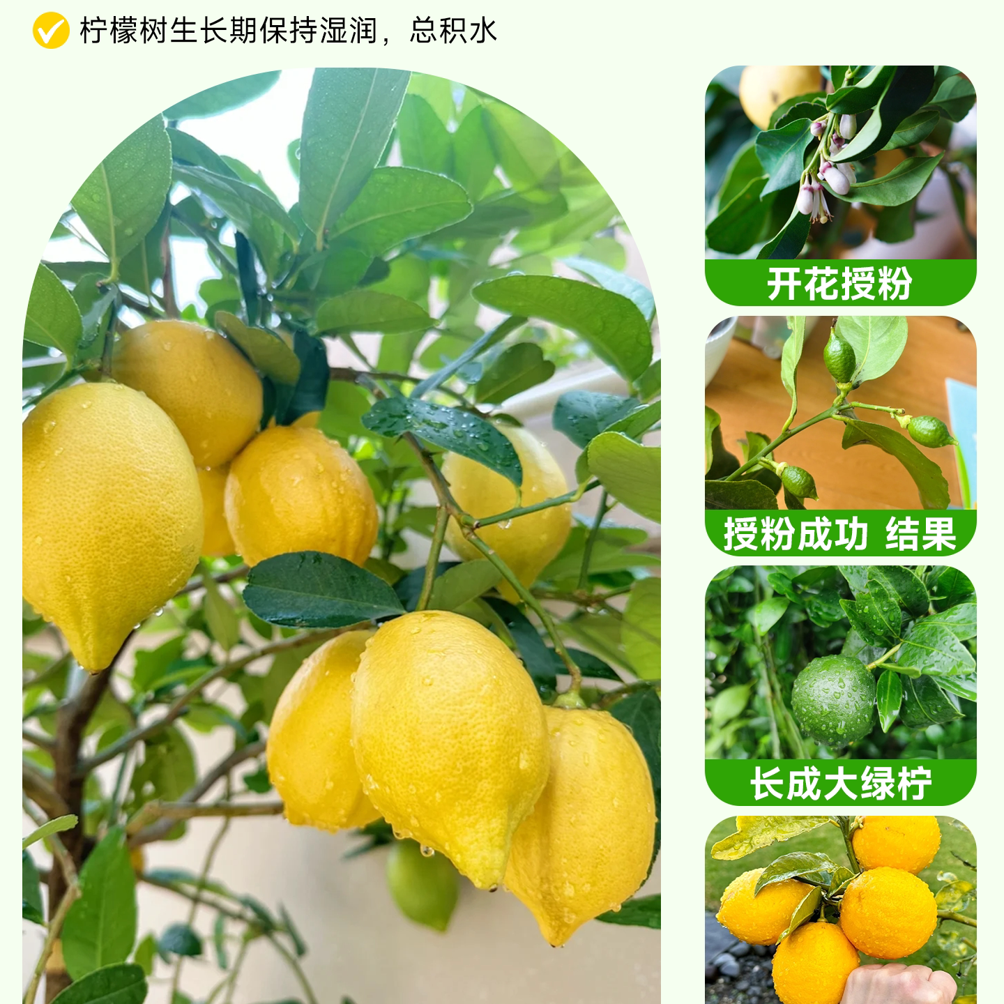 柠檬树客厅大型绿植落地大盆栽带果室内办公室盆景高级感四季好养,淘宝优惠券,粉丝福利购,淘宝优惠卷