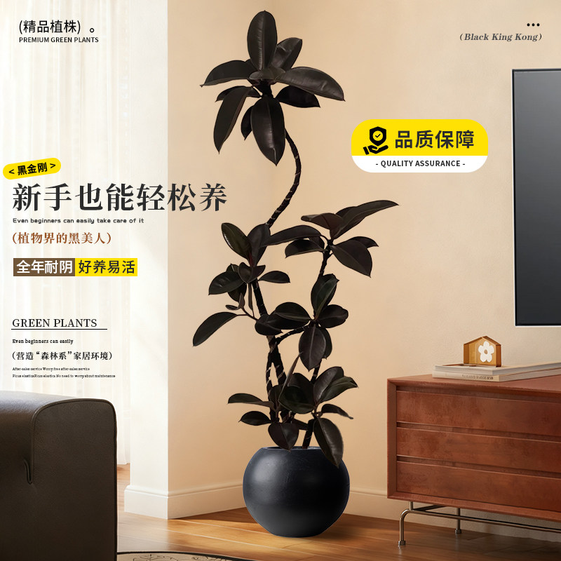黑金刚橡皮树客厅绿植高级感大盆栽植物轻奢办公室内落地高端好养,淘宝优惠券,粉丝福利购,淘宝优惠卷