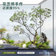 High-end simulated horse drunken wood window landscaping plant interior