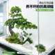 Simulated welcome pine tree fake podocarpus new Chinese style interior