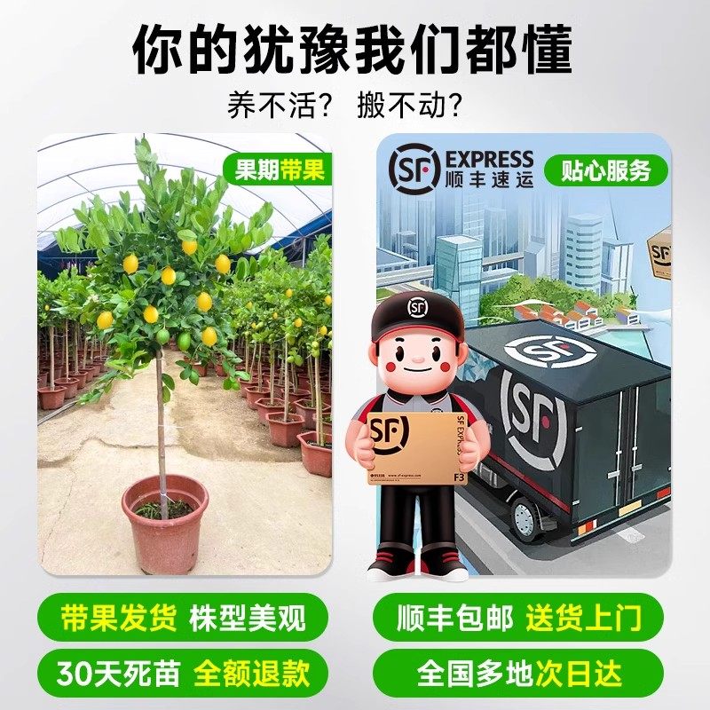 香水柠檬树盆带果大型植物室内阳台四季好养绿植落地植物净化空气,淘宝优惠券,粉丝福利购,淘宝优惠卷