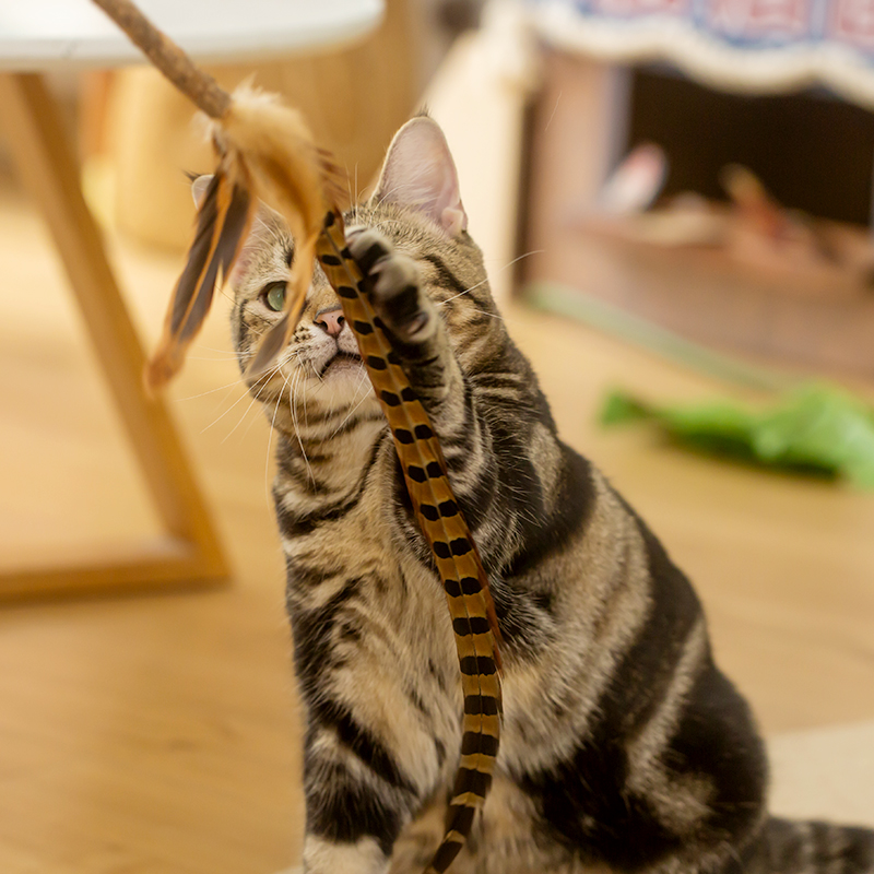 高品质超长逗猫棒可替换头 长杆山鸡羽毛木天蓼自嗨解闷猫玩具 - 图0