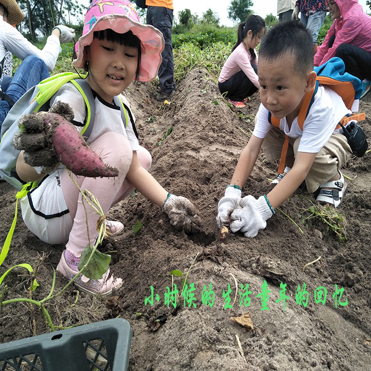 海南澄迈桥头地瓜富硒板栗薯有机新鲜红薯山芋烤番薯桥沙地瓜10斤 - 图3