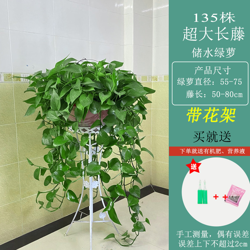 绿萝长藤款盆栽植物室内绿植办公室客厅长藤垂吊大叶绿箩新房家用,淘宝优惠券,粉丝福利购,淘宝优惠卷