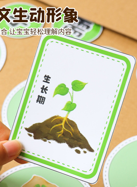 幼儿园种子环创春天装饰手工制作材料玩教具自制区域科学区植物