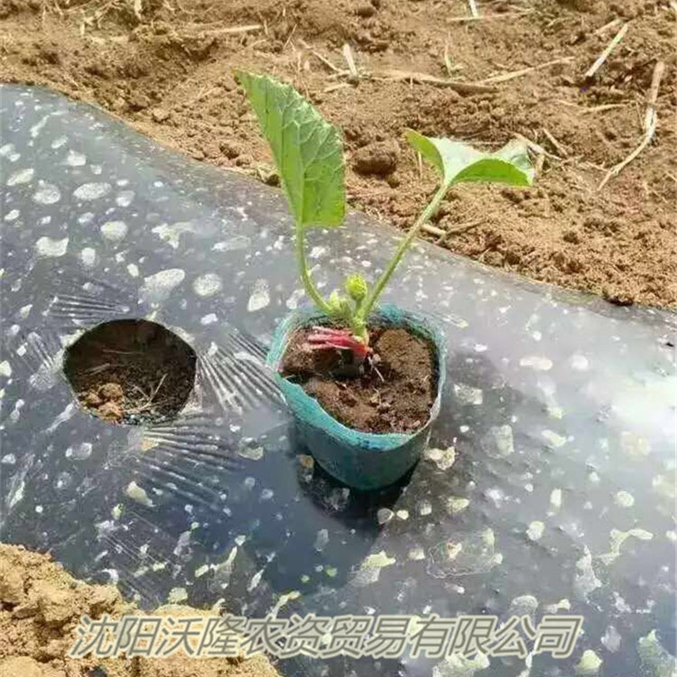 久久沃隆育苗碗营养钵花卉植物蔬菜育苗杯树苗育苗盆大棚育苗专用 - 图1