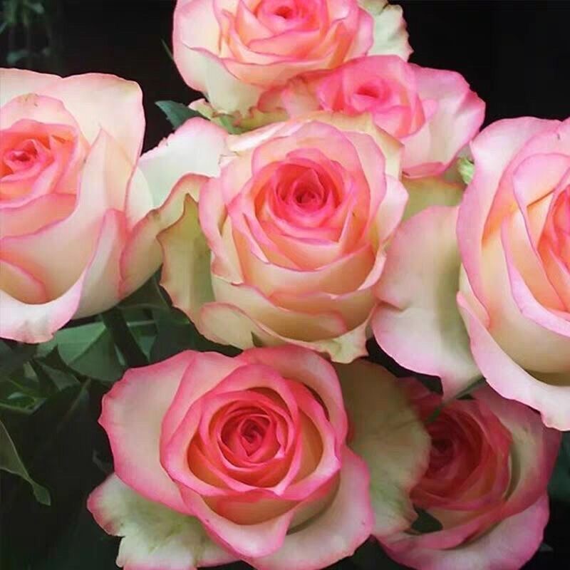艾莎月季切花梦露花期带花朵发货爱莎玫瑰盆栽地栽种植浓香大欧月 - 图1
