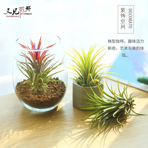 空气凤梨无土植物 特价 红精灵 黄精灵带色少量现货拍完无补 - 图1