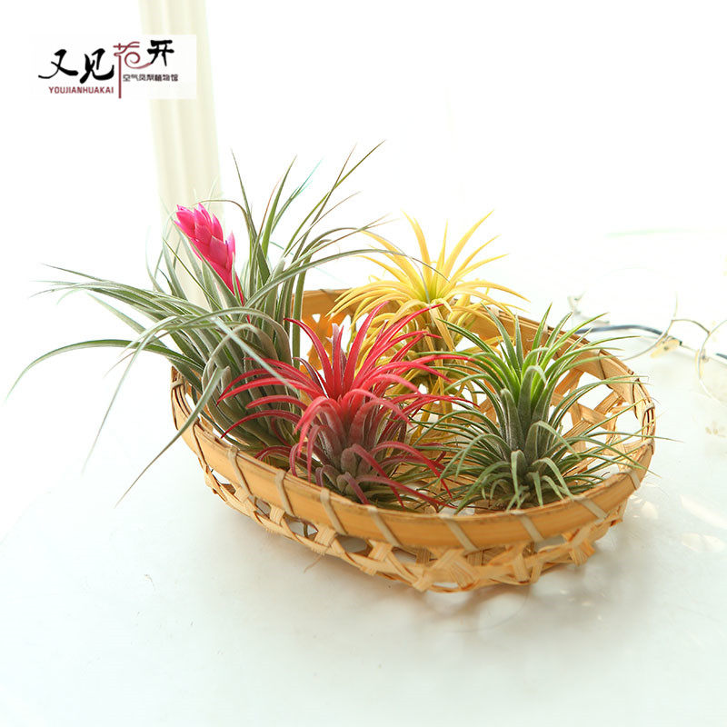 空气凤梨红黄绿精灵室内懒人无土植物净化空气花卉盆栽绿植花草,淘宝优惠券,粉丝福利购,淘宝优惠卷