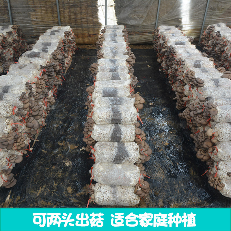5斤装食用菌种菇种菌棒平菇菌包多肉绿植农产品家庭菜园种植蘑菇 - 图2