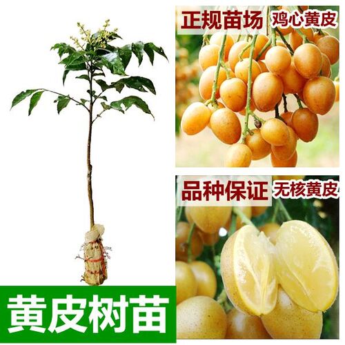 广西黄皮嫁接苗鸡心无核贵妃紫肉黑黄皮树苗南方种植带泥带叶发货 - 图2