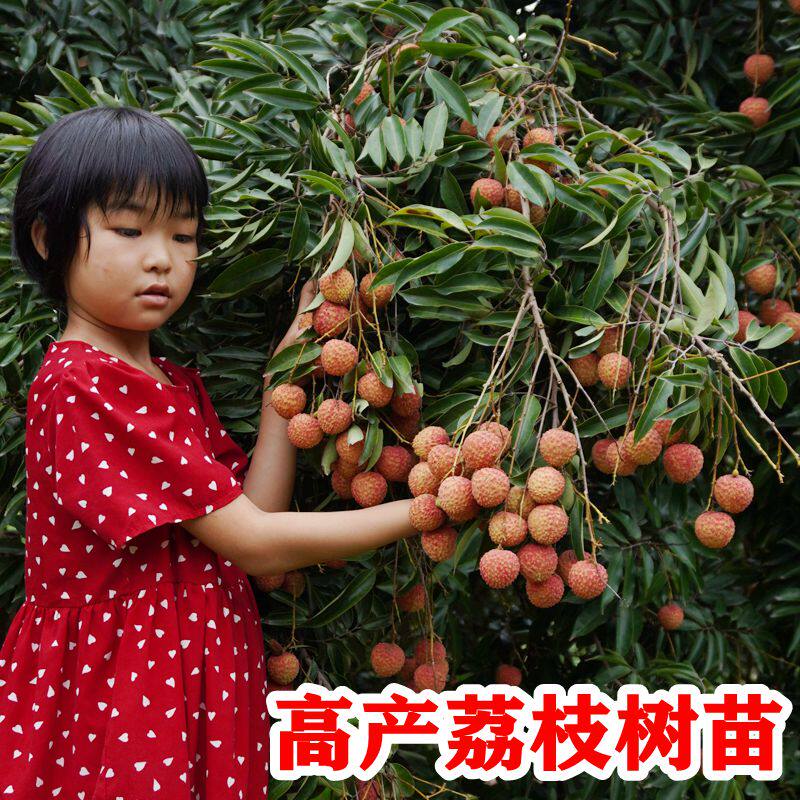 荔枝苗冰荔仙进奉桂味妃子笑糯米糍三月红鸡嘴无核荔枝嫁接高压苗_虎窝淘