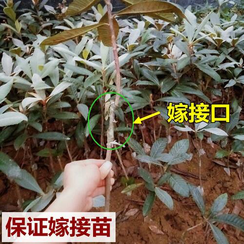 枇杷树苗大五星枇杷树嫁接苗纯正品种阳台庭院盆栽带泥球当年结果 - 图1