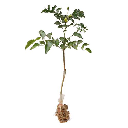 广西黄皮嫁接苗鸡心无核贵妃紫肉黑黄皮树苗南方种植带泥带叶发货 - 图3