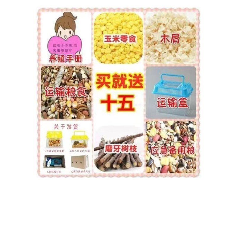 小仓鼠宠物活物已打过疫苗公仔易上手银狐紫仓布丁三线金丝熊活体,淘宝优惠券,粉丝福利购,淘宝优惠卷