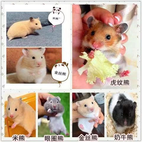 小仓鼠宠物活物已打过疫苗公仔易上手银狐紫仓布丁三线金丝熊活体,淘宝优惠券,粉丝福利购,淘宝优惠卷