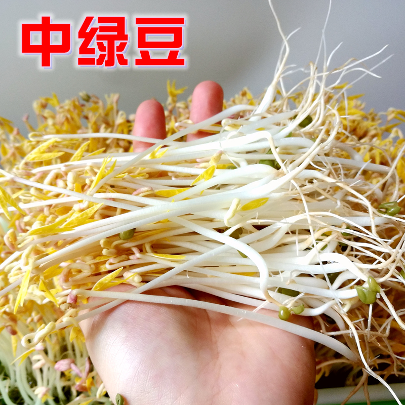 2斤新中粒发豆芽绿豆生绿豆芽豆专用1000g明绿豆粥汤东北农家自种 - 图2