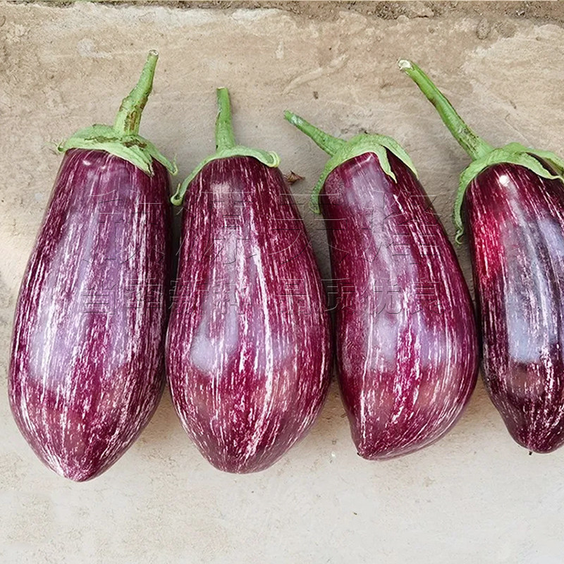 彩茄花茄种子孑春季秋季四季阳台盆栽蔬菜特色面包紫红纹茄子种籽,淘宝优惠券,粉丝福利购,淘宝优惠卷