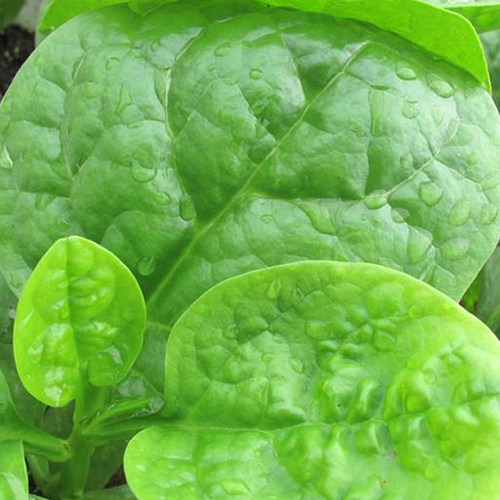 大叶木耳菜种籽春季夏季秋季爬藤藤菜潺菜蔬菜四季阳台盆栽种子孑 - 图1