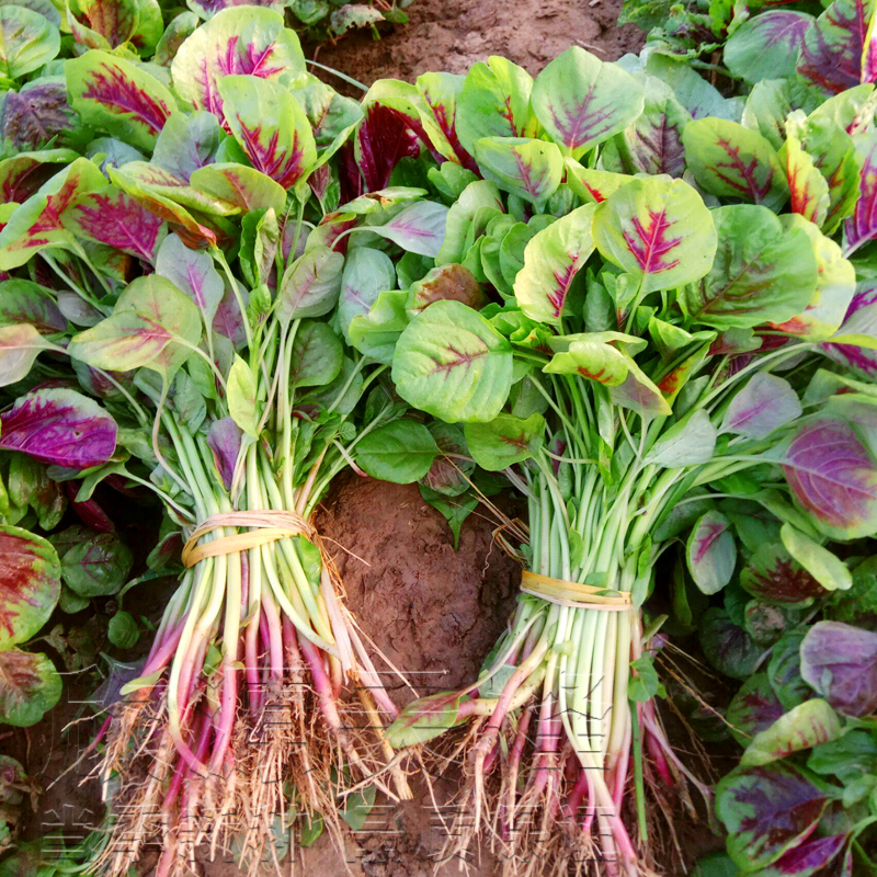 花红苋菜种子汉菜圆叶绿青柳叶红苋菜籽春季种籽四季阳台野菜种孑-图0