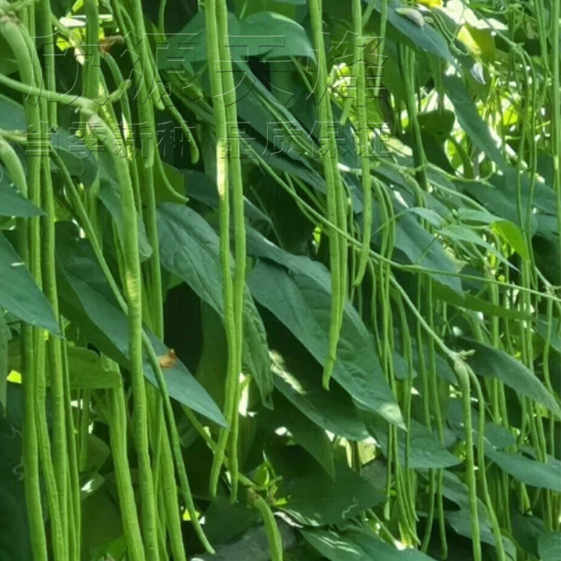 高产豇豆种籽苗子春季四季豆架豆夏秋季蔬菜绿青条特长豆角种子孑-图0