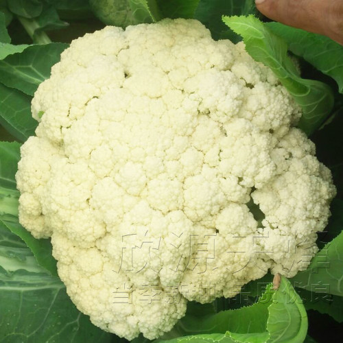 青梗松花菜种子苗春秋季50/60/70/80/85蔬菜花椰菜种籽孑散花夏季 - 图0