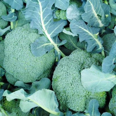 西兰花种孑苗春夏秋季四季日本耐寒炎秀青花菜种籽西蓝花蔬菜种子 虎窝淘