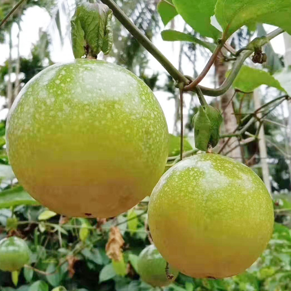 海南翡翠黄金百香果果维c图片_1
