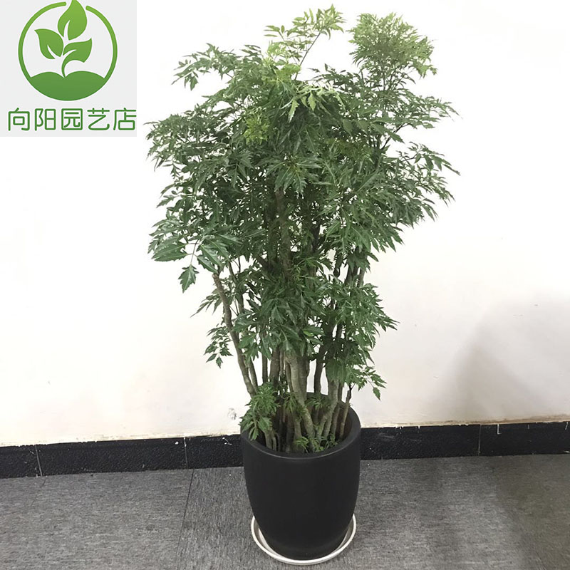 福禄寿盆栽 福禄桐中大型盆景 室内观赏型乔迁开张吉祥绿植花卉 - 图3